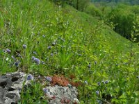 Globularia bisnagarica 18, Saxifraga-Ed Stikvoort