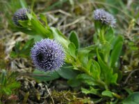Globularia bisnagarica 19, Saxifraga-Ed Stikvoort