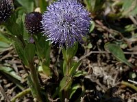 Globularia bisnagarica 2, Saxifraga-Marijke Verhagen