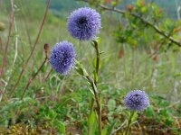 Globularia bisnagarica 20, Saxifraga-Ed Stikvoort