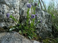 Globularia bisnagarica 21, Saxifraga-Ed Stikvoort