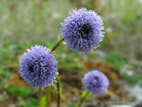Globularia bisnagarica 22, Saxifraga-Ed Stikvoort