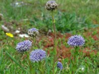 Globularia bisnagarica 23, Saxifraga-Ed Stikvoort