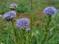 Globularia bisnagarica 24, Saxifraga-Ed Stikvoort