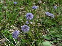 Globularia bisnagarica 25, Saxifraga-Ed Stikvoort