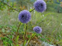 Globularia bisnagarica 26, Saxifraga-Ed Stikvoort