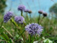 Globularia bisnagarica 27, Saxifraga-Ed Stikvoort