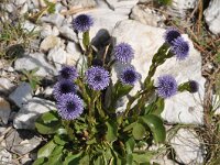 Globularia bisnagarica 28, Saxifraga-Harry Jans