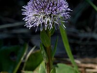 Globularia bisnagarica 4, Saxifraga-Marijke Verhagen