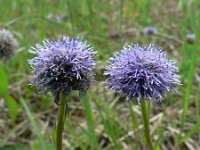 Globularia bisnagarica 7, Saxifraga-Jan Willem Jongepier