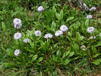Globularia nudicaulis 6, Saxifraga-Dirk Hilbers