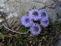 Globularia punctata 3, Saxifraga-Jasenka Topic