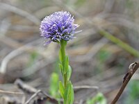 Globularia punctata 6, Saxifraga-Jeroen Willemsen