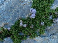 Globularia repens 13, Saxifraga-Ed Stikvoort : Espinama - Fuente Dé - Regugio de Aliva s9900