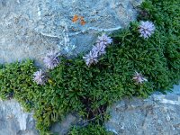Globularia repens 7, Saxifraga-Ed Stikvoort : Espinama - Fuente Dé - Regugio de Aliva s9900