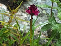 Gymnadenia runei 2, Saxifraga-Hans Dekker