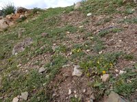 Hedypnois rhagadioloides 5, Saxifraga-Ed Stikvoort