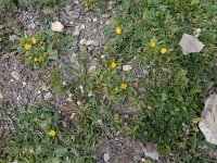 Hedypnois rhagadioloides 6, Saxifraga-Ed Stikvoort