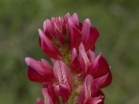 Hedysarum coronarium 14, Saxifraga-Willem van Kruijsbergen
