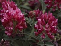 Hedysarum coronarium 15, Saxifraga-Willem van Kruijsbergen