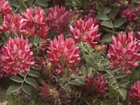 Hedysarum coronarium 17, Saxifraga-Jan van der Straaten