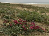 Hedysarum coronarium 19, Saxifraga-Willem van Kruijsbergen