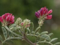 Hedysarum coronarium 22, Saxifraga-Willem van Kruijsbergen