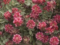 Hedysarum coronarium 33, Saxifraga-Jan van der Straaten