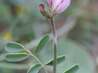 Hedysarum glomeratum 2, Saxifraga-Rutger Barendse