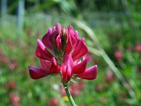 Hedysarum glomeratum 3, Saxifraga-Jeroen Willemsen