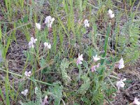 Hedysarum glomeratum 5, Saxifraga-Peter Meininger