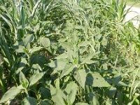 Helianthus tuberosus 12, Aardpeer, Saxifraga-Rutger Barendse