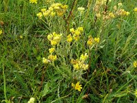 Helichrysum arenarium 11, Strobloem, Saxifraga-Hans Grotenhuis