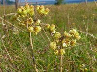 Helichrysum arenarium 15, Strobloem, Saxifraga-Hans Grotenhuis