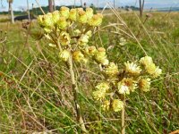 Helichrysum arenarium 16, Strobloem, Saxifraga-Hans Grotenhuis