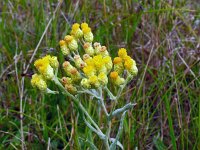 Helichrysum arenarium 17, Strobloem, Saxifraga-Hans Grotenhuis