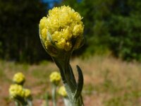 Helichrysum arenarium 6, Strobloem, Saxifraga-Ed Stikvoort