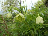 Helleborus bocconei 2, Saxifraga-Jeroen Willemsen