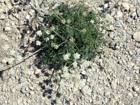 Heracleum pumilum 2, Saxifraga-Jan van der Straaten