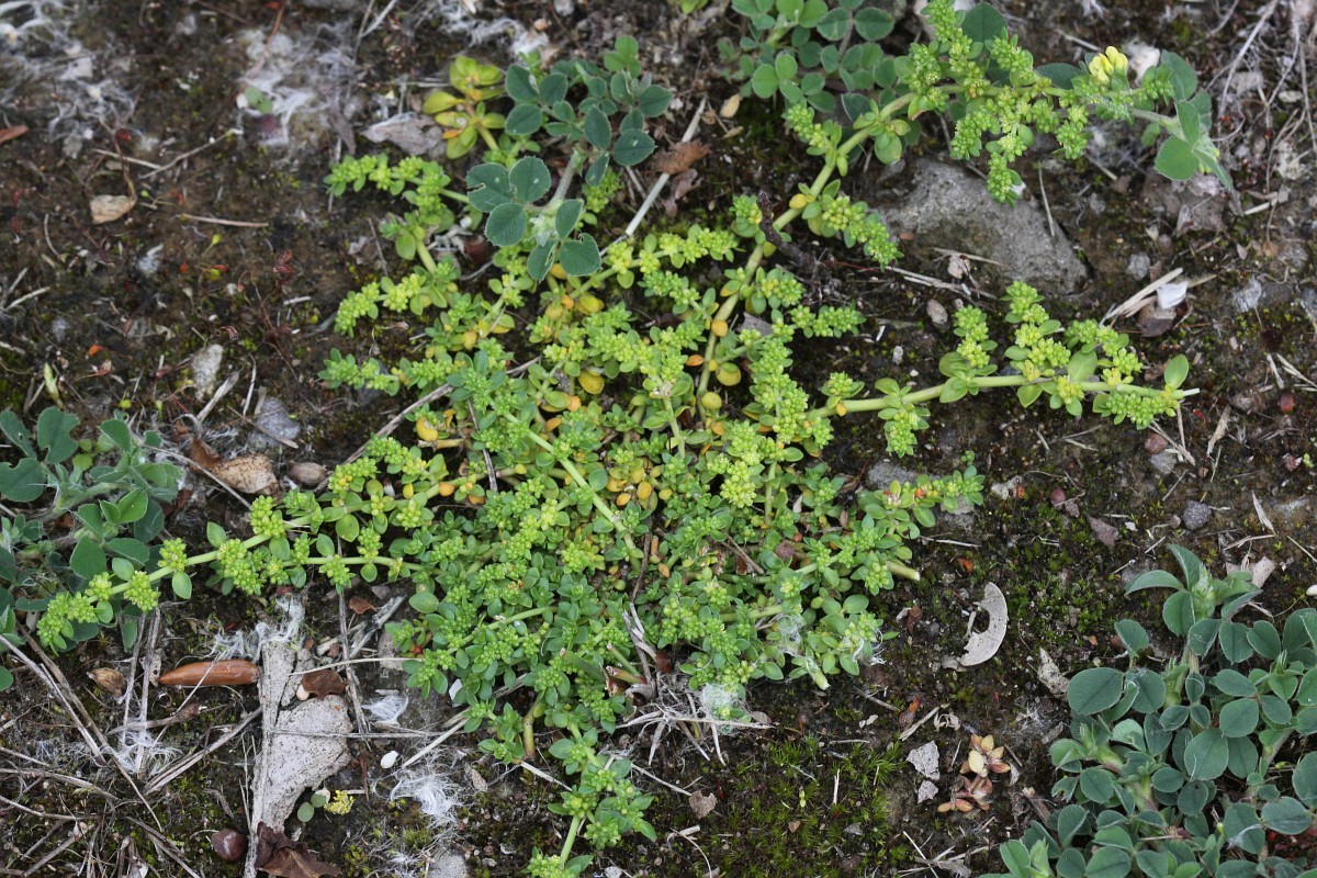 Herniaria glabra, Smooth rupturewort