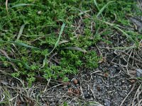 Herniaria glabra 10, Kaal breukkruid, Saxifraga-Hans Boll