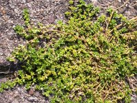 Herniaria glabra 2, Kaal breukkruid, Saxifraga-Peter Meininger