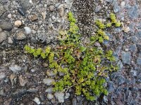 Herniaria glabra 27, Kaal breukkruid, Saxifraga-Ed Stikvoort