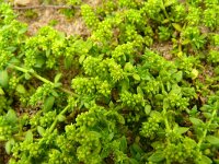 Herniaria glabra 31, Kaal breukkruid, Saxifraga-Hans Grotenhuis