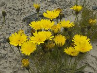 Hieracium staticifolium 15, Saxifraga-Willem van Kruijsbergen