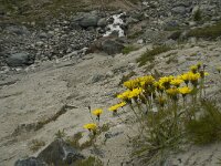 Hieracium staticifolium 17, Saxifraga-Willem van Kruijsbergen