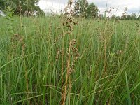 Hierochloe odorata 3, Veenreukgras, Saxifraga-Hans Grotenhuis