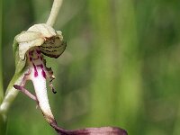 Himantoglossum hircinum 10, Bokkenorchis, Saxifraga-Hans Dekker