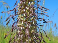 Himantoglossum hircinum 19, Bokkenorchis, Saxifraga-Ed Stikvoort