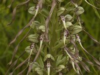 Himantoglossum hircinum 2, Bokkenorchis, Saxifraga-Jan van der Straaten